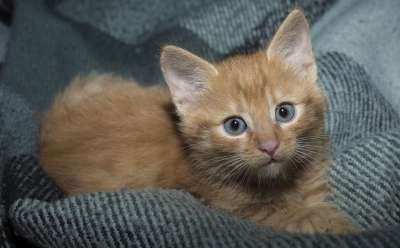 可爱 猫 动物 宠物 哺乳动物 纵向 小的 毛皮 小猫 毛茸茸