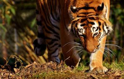 老虎 大猫 捕食者 野猫 危险的 动物园 动物 猫 自然