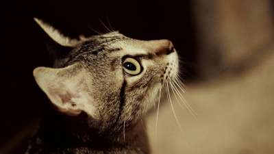 猫 猫简介 米灰色 家畜 猫科动物 宠物 动物 猫脸 头发