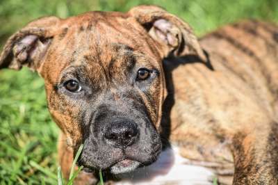 狗 宠物 犬类 动物 毛皮 鼻子 哺乳动物 狗肖像 国内动物