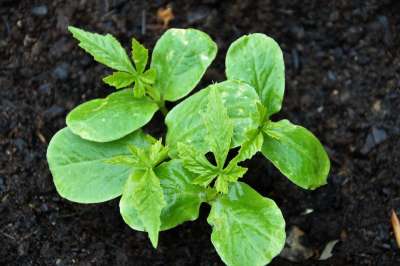 Ačokča 工厂 一个年轻人 植物 幼苗 花园 花圃 藤本植物