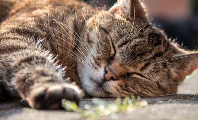 猫 关闭 家猫 头 可爱的 美丽的 动物 肖像 爪 毛皮