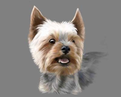 约克夏犬 梗犬 狗 动物 宠物 小狗 免税 肖像 灰狗