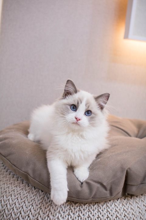 猫 小猫 布娃娃
