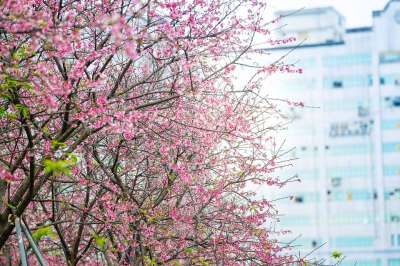 樱花 节日 盛开 花