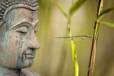 健康 芦苇 松弛 冥想 滴 水滴 反射 佛 竹子 植物 自然