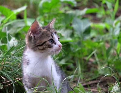 猫 宿醉 家畜 家猫 猫脸 小猫 毛皮 野生动物 猫眼 可爱的