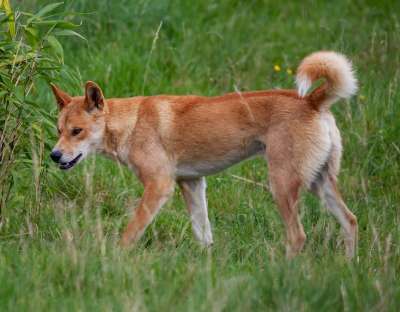 弗雷泽岛Dingo 野狗 澳大利亚的狗 动物 犬类 狗 荒野