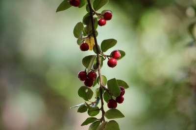 紫檀 栀子花 灰枸杞 水果 植物 树叶 灌木 分支 略有毒性
