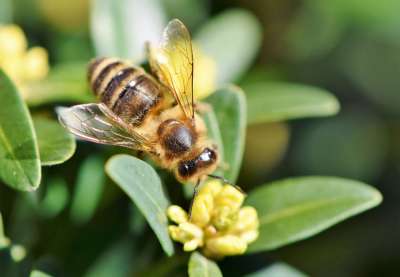 蜜蜂 开花 昆虫 养蜂业 蜜糖 蜂窝 养蜂 蜂蜜生产 飞行