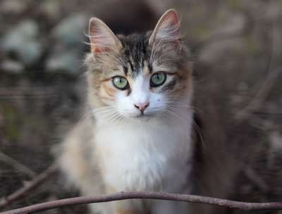 那只猫 猫似的 有色 动物 看 美丽