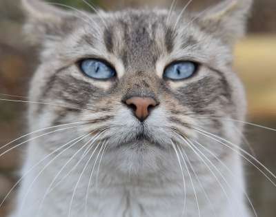 猫 鼻子的猫 胡子的猫 粉红色鼻子的猫 猫科动物 猫Nala 猫画像