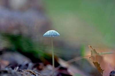 真菌科学 蘑菇 自然 落下 森林 圆盘暗示