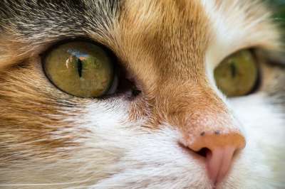 猫 幸运猫 家猫 猫脸 Katzenkopf 眼睛 细心 手表