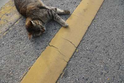 猫 黄色 动物 眼睛 肖像 面 狮子 橙色的 哺乳动物 设计