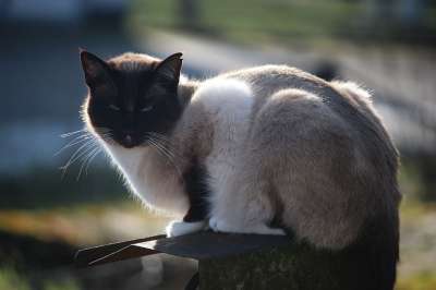 猫 暹罗 宿醉 品种猫 猫科 猫肖像