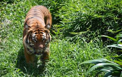 老虎 动物 自然 猫 野生动物 捕食者