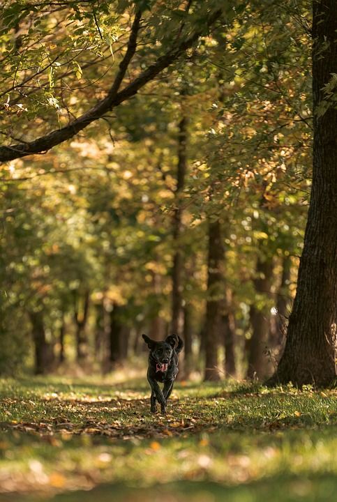 森林 黑色拉布拉多 拉布拉多犬 狗 小狗 动物 犬类 落下 秋天