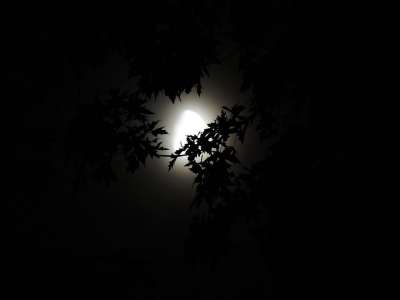 月光透过树木 月光 万圣节 季节 幽灵般的 黑暗 夜间 爬行