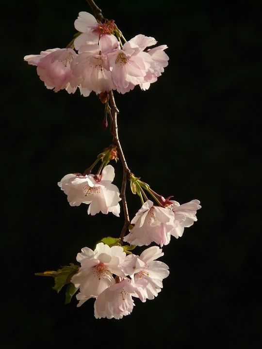 樱花 开花 树 日本樱桃 日本樱花 梅花 东方樱桃 东亚樱桃