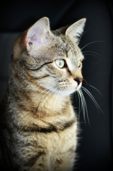 猫 猫看 动物 猫科动物 猫头 猫脸 家畜 宠物 猫眼