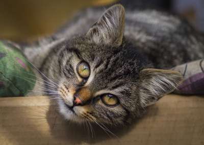 猫 懒惰的 动物 休息 多毛 小猫 动物医院