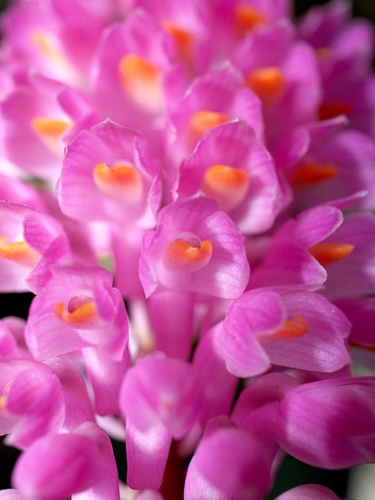 兰花 花 明亮的 紫色 植物群 生长 装饰 芽 叶子