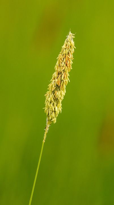 草 花序 Psárka 草地 盛开 工厂 植物学 植物群 自然
