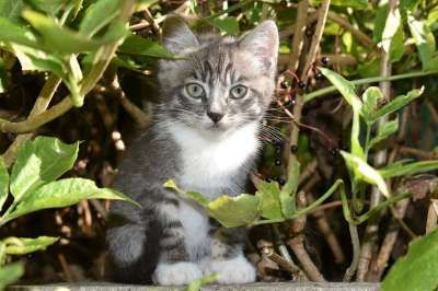 小猫 灰色 可爱 婴儿 猫 青年 感到惊讶 看