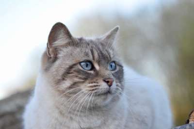 猫 猫Nala 肖像猫 蓝色的眼睛猫 女性 猫科动物 哺乳动物