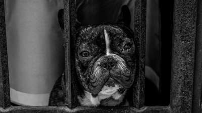 动物 斗牛犬 狗 宠物 灰狗 灰色的宠物
