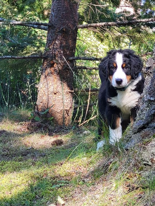 狗 小狗 犬类 哺乳动物 宠物 可爱的 伯恩山犬