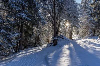 山林 森林 自然 景观 冬天 雪 树木 云杉 枞树 太阳