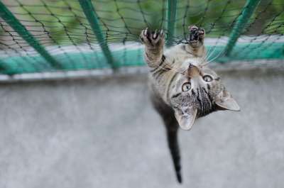 猫 大花猫 斑纹 宠物 猫安全 普通猫 达乔维茨 最喜欢的 网