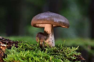 蘑菇 光盘真菌 森林 苔藓 落下 自然