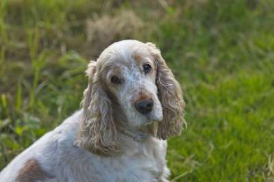 可卡犬 狗 草地 犬类 宠物 自然 景观 草