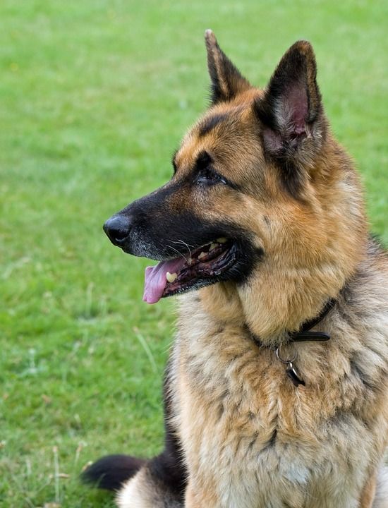 德国牧羊犬 狗 阿尔萨斯语 政府物料供应处 肖像 特写 细节 头