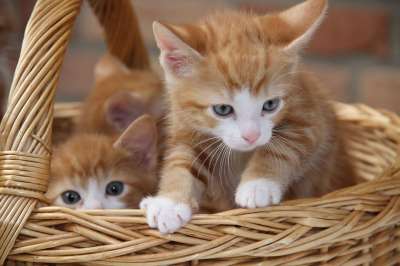 小猫 猫 动物 家畜 可爱的 鲭鱼