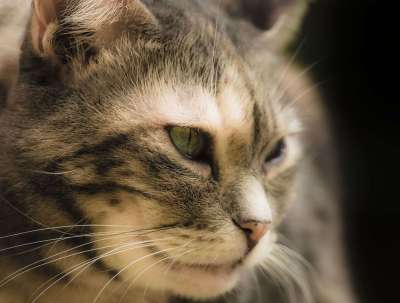 猫 猫科动物 特写 眼睛 可爱的