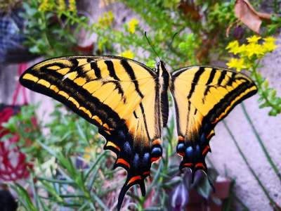 蝴蝶 君主 昆虫 院子 自然 Lepidóptera 老虎