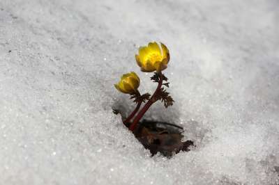 雪 冬季 大自然 多种植物 野花 春天的花朵 户外 花 山 谷