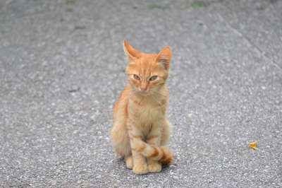 小猫 橙色的 猫似的 小老虎 红色的皮毛 没有庇护所 宠物