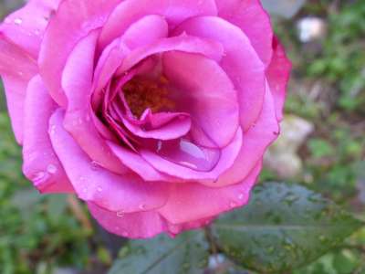 玫瑰 露滴 早晨玫瑰 露 花 自然 花的 开花 特写 花瓣