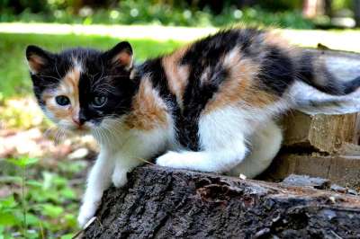 猫 小猫 宠物 动物 毛皮 哺乳动物 鼻子 性质