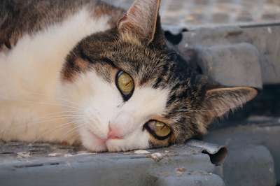 猫 宠物 动物 脸 胡须 毛皮 国内的猫 猫科动物 哺乳动物