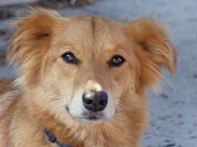 狗 宠物 甜的 性质 动物 肖像 关闭 Dierenportret