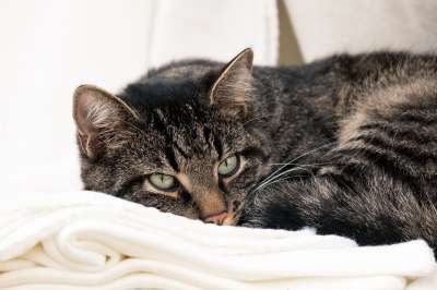 猫 宠物 猫科动物 动物 毛皮 基蒂 哺乳动物 国内的 国内的猫