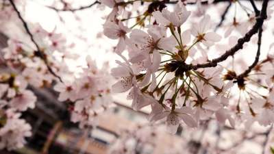 日本 樱花 日本人 春天 树 开花 丝绸 盛开 粉色的 自然
