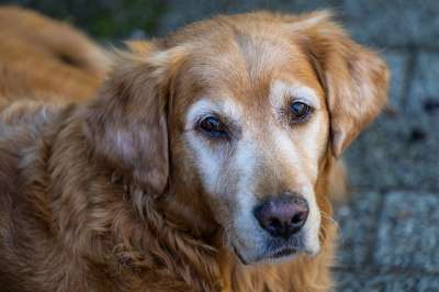 动物 狗 金毛猎犬 家畜 肖像 狗摄影 可爱的 关闭 头
