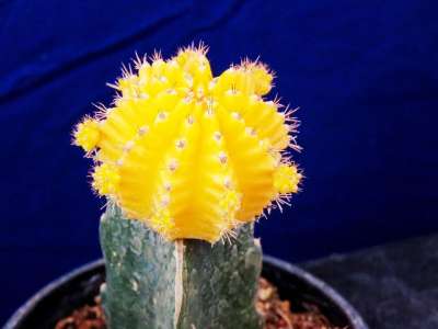 仙人掌 仙人掌花 黄色的仙人掌 黄花 多汁的 自然 植物 花园